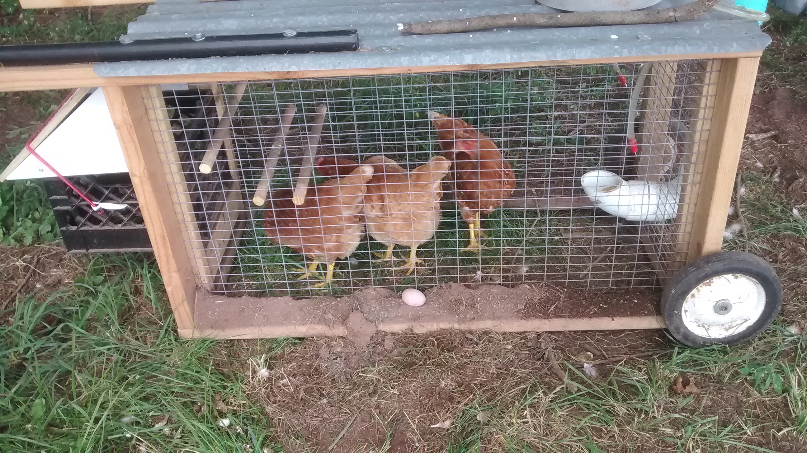 Backyard Chicken Pen Plans (holds 3 birds) - Sunnyside Farm
